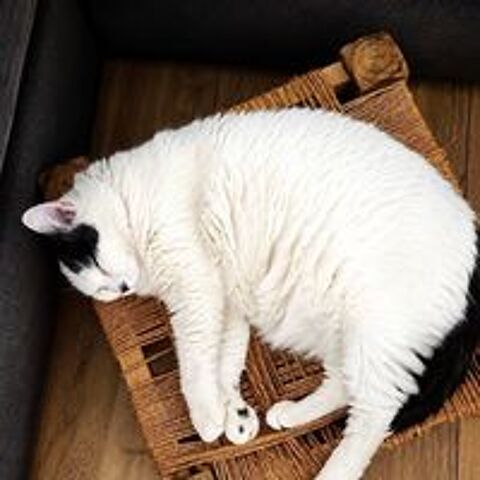   VODKA 