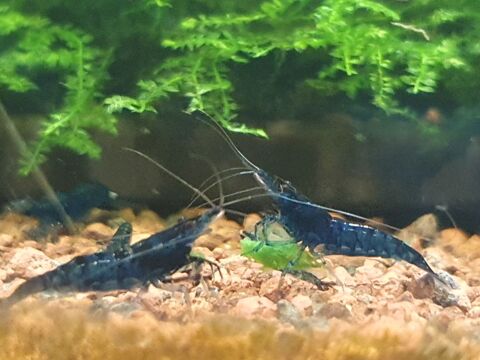 Crevette blue diamond 4 79000 Niort
