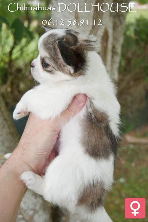 4 Chiots chihuahuas poil long couleurs rares 1450 71520 Montmelard