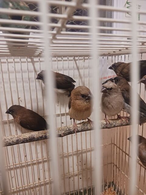 Moineaux du japon 15 93160 Noisy-le-grand