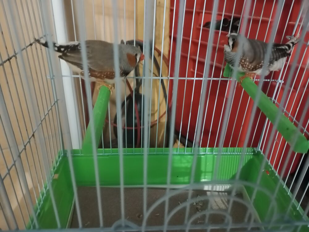   oiseaux mandarin 