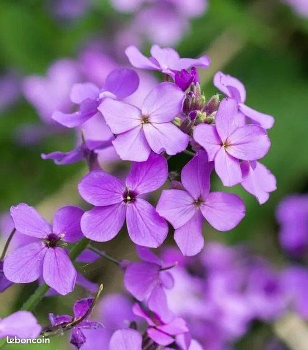La Lunaire annuelle ou Monnaie-du-pape (Lunaria annua) Décoration