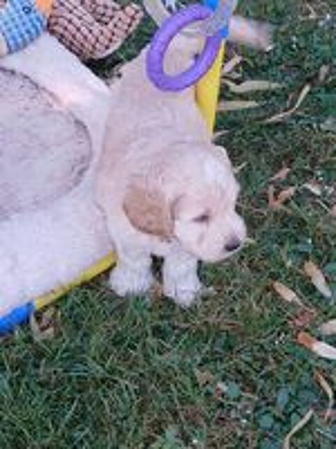   Cockapoo  