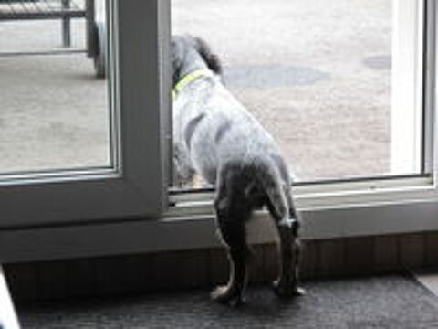   Donne chien cocker anglais 