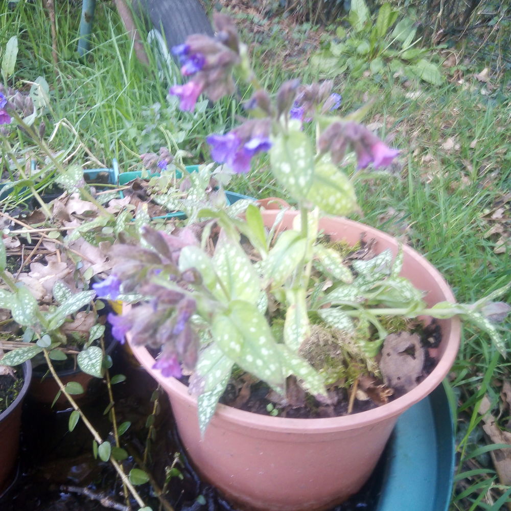 Pulmonaria Jardin
