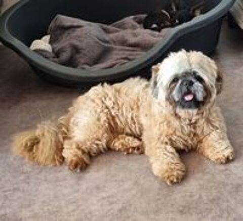   A placer shih tzu mâle adulte 