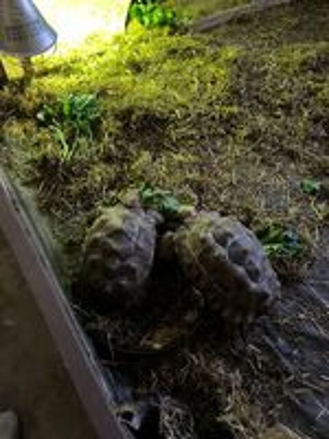   Couple de tortues  