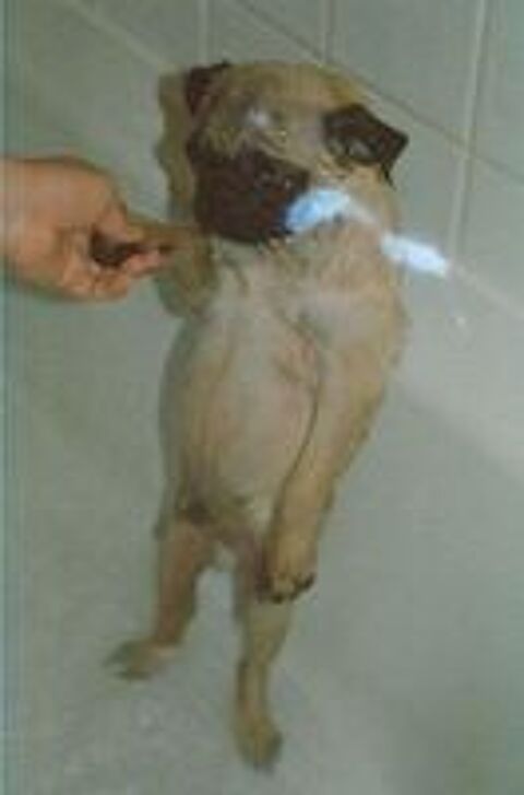   Garde animaux.
