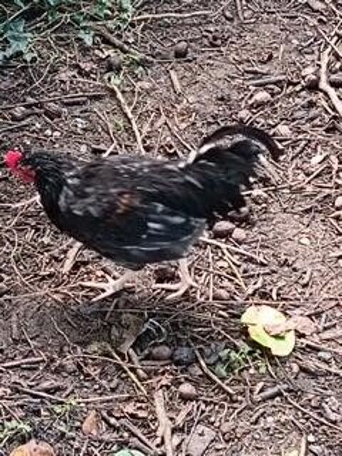 Jeune coqs nain 5 45520 Chevilly