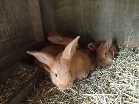 Lapin fauve de bourgonne 8 50300 Avranches