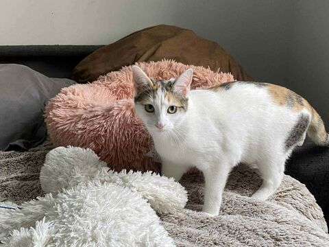 Amira petite princesse douce et joueuse 200 35000 Rennes