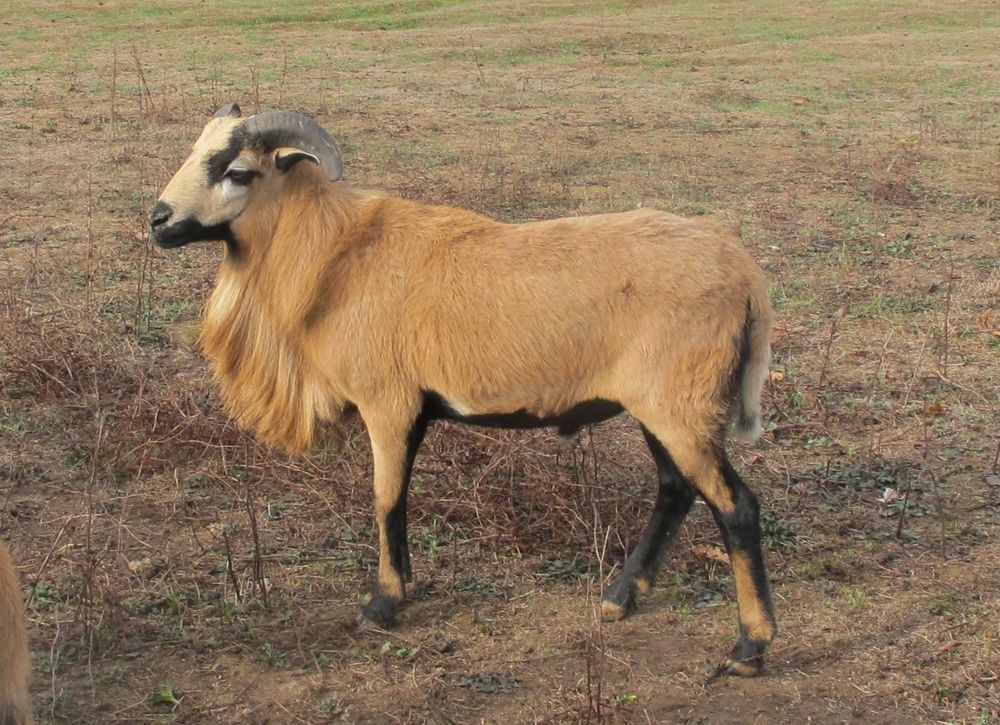   Moutons cameroun 