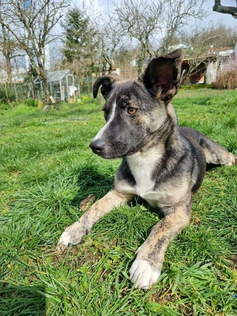 Cyrano &agrave; l'adoption 320 57920 Metzeresche