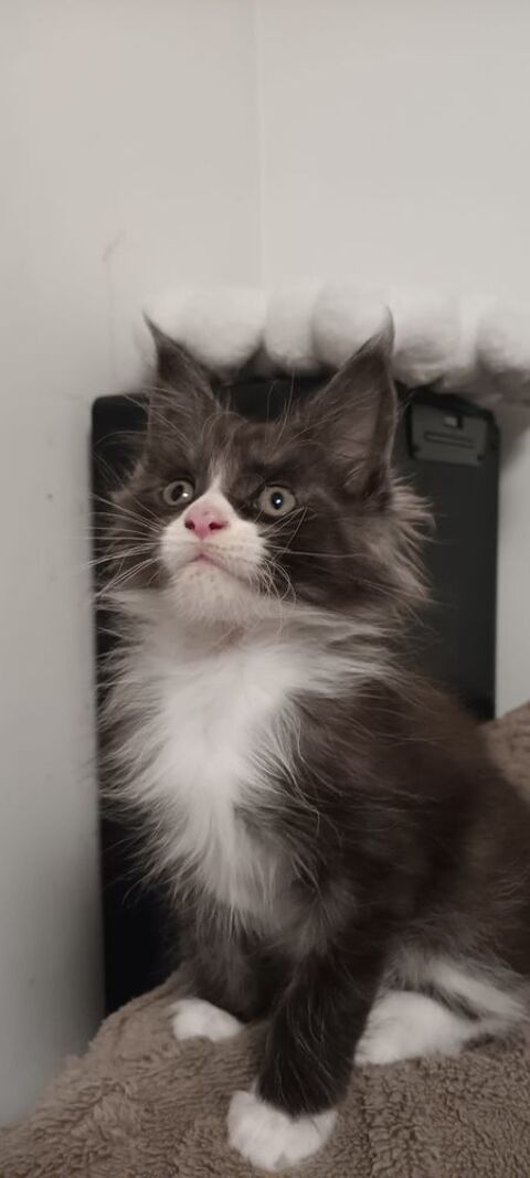 Sublime B&eacute;b&eacute; Femelle Maine Coon Black Silver et Blanc  1600 77300 Fontainebleau