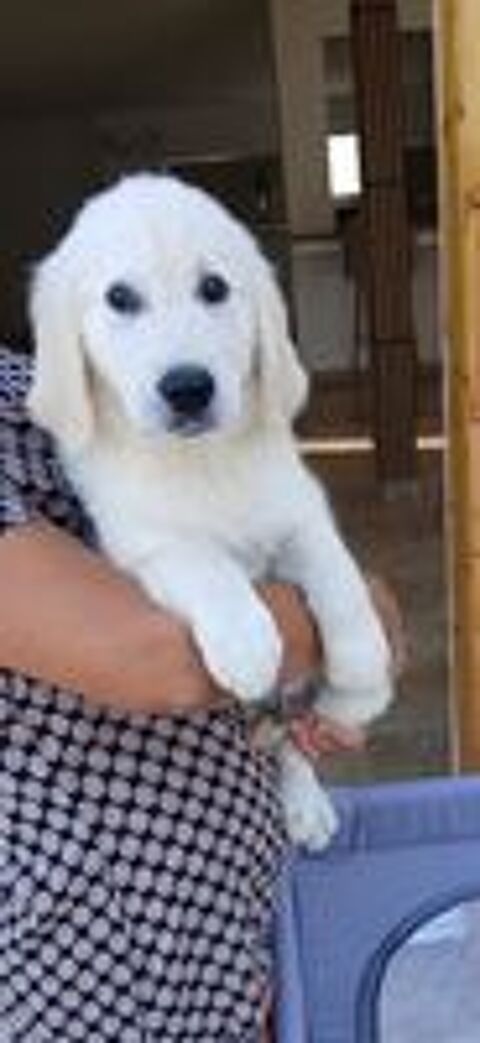   Chiots mâle Golden retriever  issue de parents LOF  