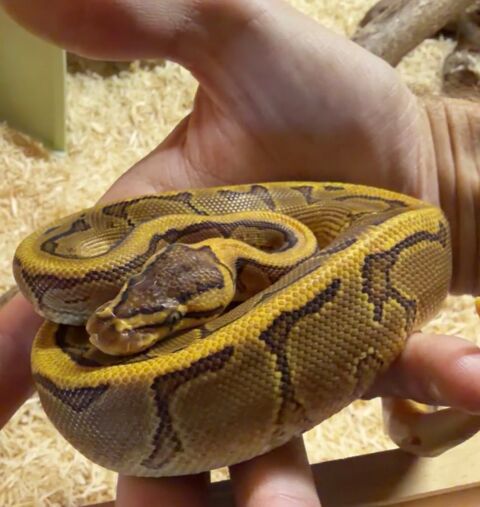 Python juvenile pinstripe yellow belly 150 10000 Troyes