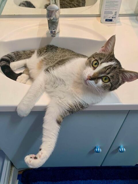 YOKI CHATON TIGRE BLANC 11 MOIS 225 92260 Fontenay-aux-roses