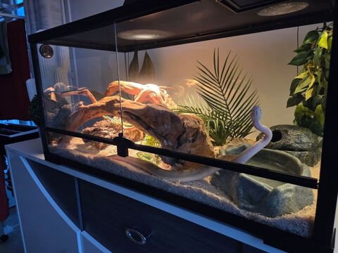 python royal Champagne  200 44600 Saint-nazaire