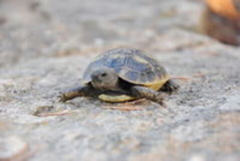   Tortue de terre  