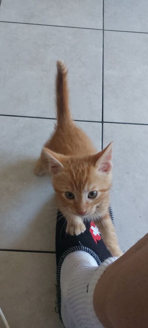 Chaton 0 01170 Cessy