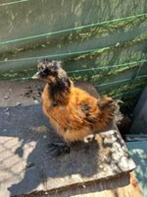   Coq soie  