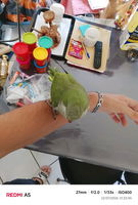   Conure quaker eam 