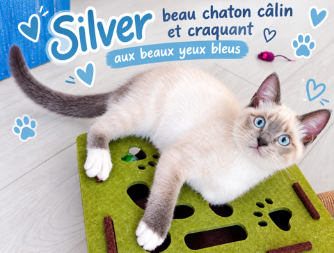 SILVER Beau chaton 6 mois crois&eacute; ragdoll + siamois blue point 800 31520 Ramonville-saint-agne