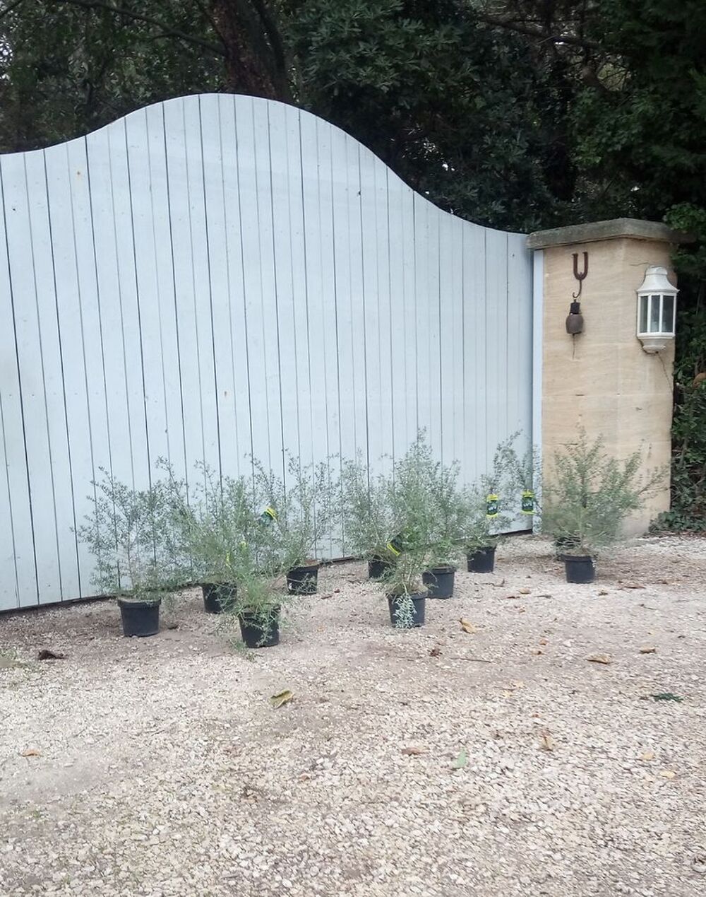 Romarin d'Australie 'Westringia en container 3 litres. Jardin