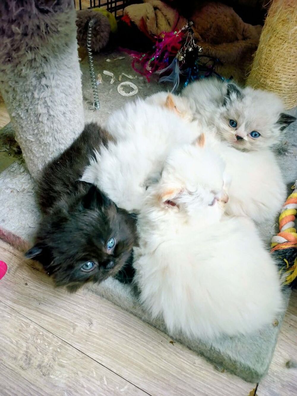   British Longhair 