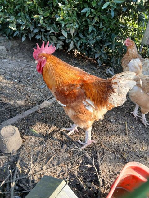 Coq 15 Roost-Warendin (59)