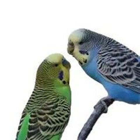   Oiseaux exotiques 