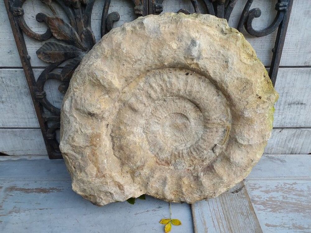 Grande Ammonite Fossile Coquillage Fossilis&eacute; 

