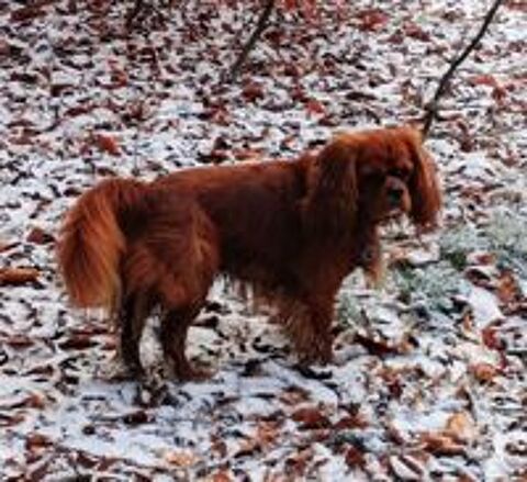   Cavalier king Charles rubis pour saillie  