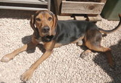   Titus est à l'adoption! 