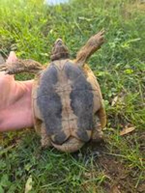   Tortue de terre mâle reproducteur de 12 ans 