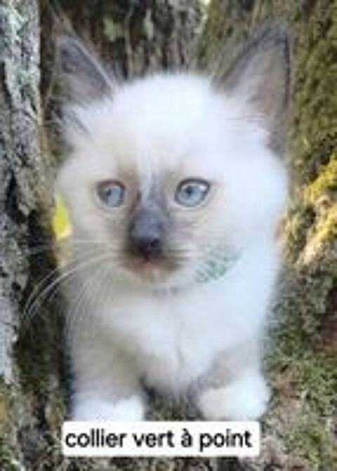   Chaton sacré de Birmanie mâle loof  