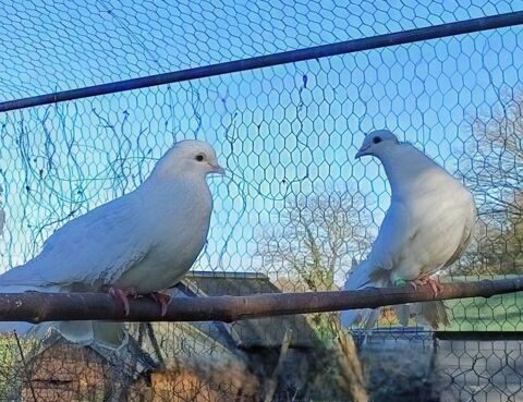 Pigeons paon 5 29300 Rden