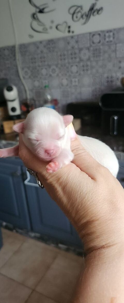 Chihuahua 1000 06670 Castagniers