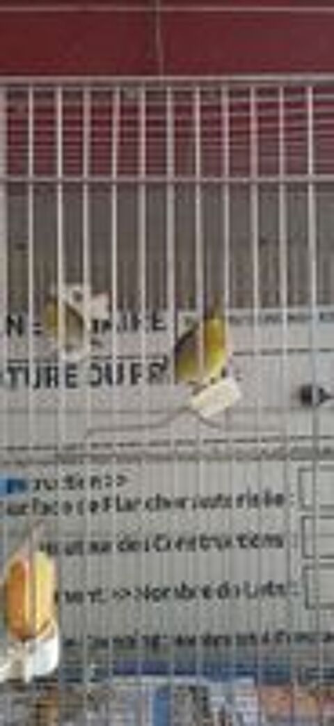   canari raza 2025 vert de petite taille 