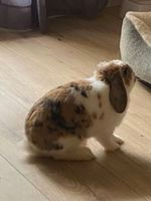   Lapin nan b�lier � donner  