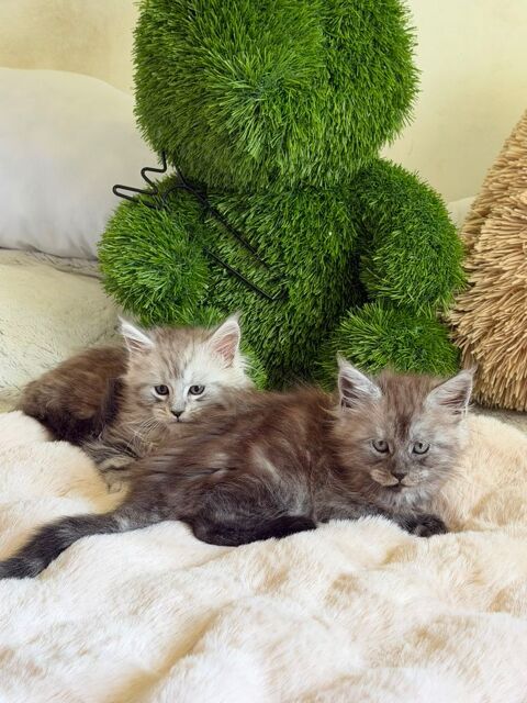 A r&eacute;server 2 magnifiques chatons Maine Coon LOOF 1700 01500 Saint-denis-en-bugey