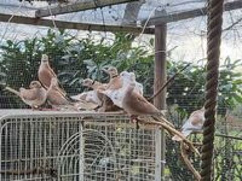   TOURTERELLES à adopter via l'association UMA  