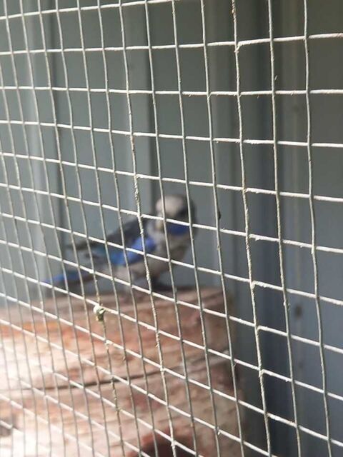 pennant 100 Saint-Maixent-de-Beugn� (79)