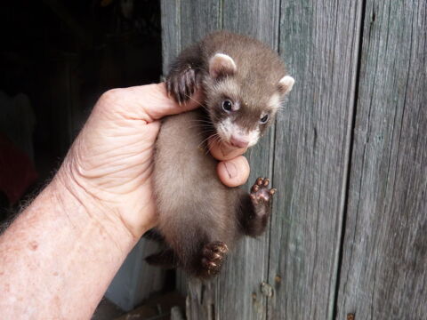 furet 60 08300 Barby
