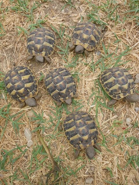 Tortue  2 ans 50 34560 Poussan
