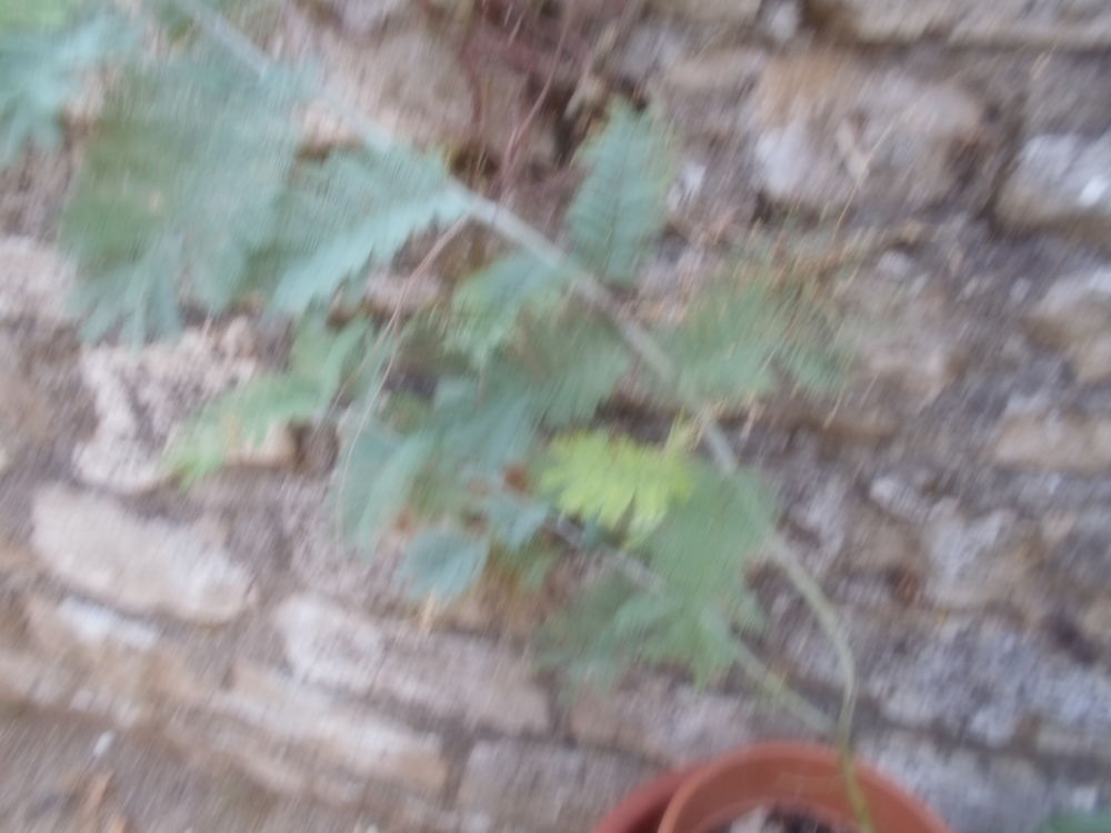mimosa Jardin