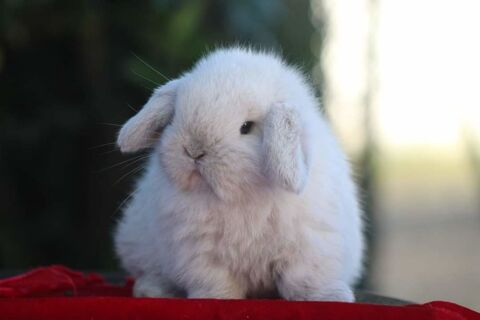 Lapin minilop 0 40530 Labenne