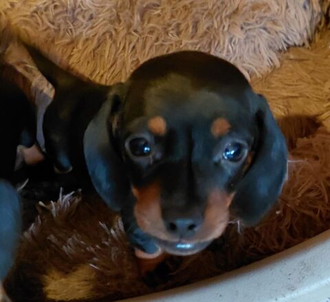 teckel naine poil ras 2500 27720 Dangu