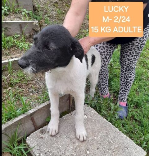 LUCKY MÂLE NON CASTRÉ 6MOIS A SAUVER DE ROUMANIE ADOPTION UNIQUEMENT 0 75018 Paris