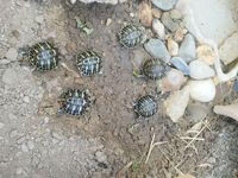   Bébés tortues  